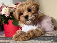 A Kalite Maltipoo Yavrular