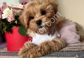 A kalite Maltipoo yavrular