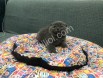 Scottish Fold Bebeklerim