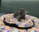 Scottish Fold Bebeklerim