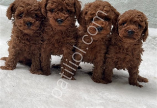 GÜZELLER GÜZELİ POODLE BEBEKLERİM