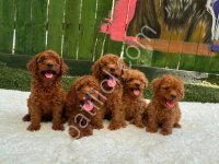 Denizli Poodle Evinden Oyuncak Boy Poodle Bebekler