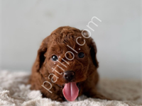 Safkan Toy Poodle Yavrular Türkiye Geneli 81 İle Gönderim
