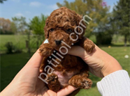 TOY POODLE YAVRULARI