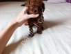 Premium Kalite Toy Poodle Bebekler