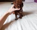 Premium Kalite Toy Poodle Bebekler