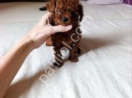 Premium Kalite Toy Poodle Bebekler