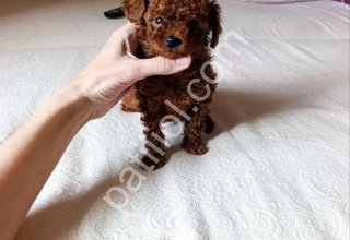 Premium Kalite Toy Poodle Bebekler