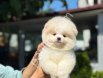 İstanbul Pomeranian Boo Yavrularım