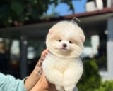 İstanbul Pomeranian Boo Yavrularım