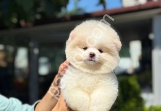 İstanbul Pomeranian Boo Yavrularım