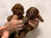 Show kalite Toy Poodle Yavrular
