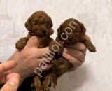Show kalite Toy Poodle Yavrular