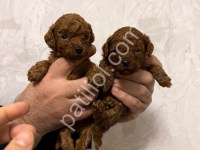 Show Kalite Toy Poodle Yavrular