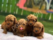 RUHSATLI POODLE EVİNDEN ERKEK DİŞİ TOY POODLE BEBEKLERİM