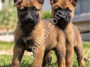 Safkan Belçika Malinois Yavruları