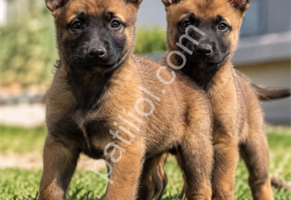Safkan Belçika Malinois Yavruları