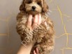 Orijinal Maltipoo F1 Yavrularım