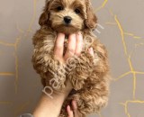 Orijinal Maltipoo F1 Yavrularım