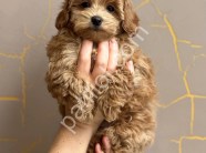 Orijinal Maltipoo F1 Yavrularım