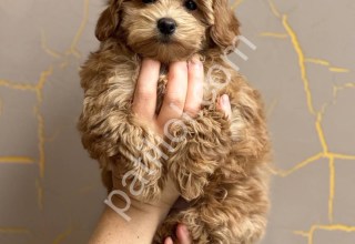 Orijinal Maltipoo F1 Yavrularım