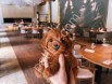 Peluş Toy Poodle Yavrular