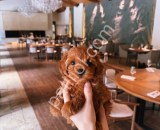 Peluş Toy Poodle Yavrular