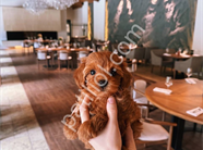 Peluş Toy Poodle Yavrular