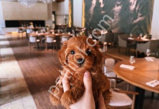 Peluş Toy Poodle Yavrular