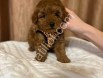 Satılık Toy Poodle Bebekler – Türkiye Geneli Gönderim