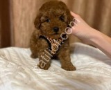 Satılık Toy Poodle Bebekler – Türkiye Geneli Gönderim
