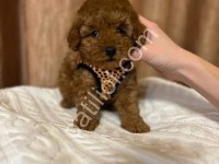 Satılık Toy Poodle Bebekler – Türkiye Geneli Gönderim