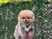 POMERRİAN boo yavrular