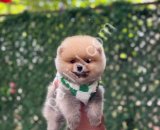 POMERRİAN boo yavrular