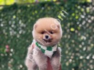 POMERRİAN boo yavrular
