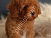 Irk ve sağlık garantili Toy Poodle