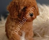 Irk ve sağlık garantili Toy Poodle