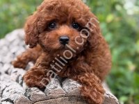 Tuvalet Eğitimli Toy Poodle
