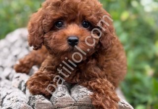 Tuvalet Eğitimli Toy Poodle