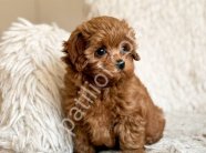 TOY POODLE SEVİMLİ YAVRULAR