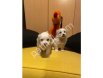 Evinizin neşesi maltipoo bebeklerimiz