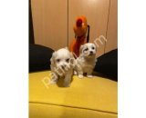Evinizin neşesi maltipoo bebeklerimiz