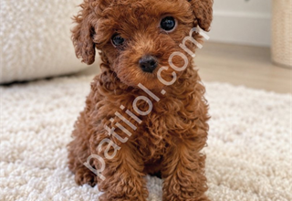 KALİTELİ VE SEVİMLİ POODLE YAVRULARI