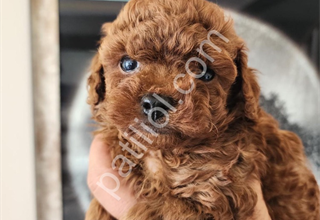 Minik toy poodle yavrularımız