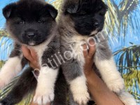 Resmi İşletmeden Amerikan Ve Japon Akita