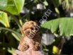 Orijinal Maltipoo Yavrular