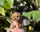 Orijinal Maltipoo Yavrular