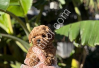 Orijinal Maltipoo Yavrular