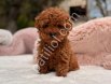 TOY POODLE SEVİMLİ YAVRULAR