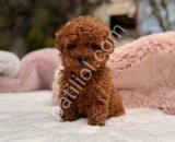 TOY POODLE SEVİMLİ YAVRULAR